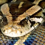 african Catching Python for a Living2