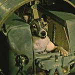 laika1