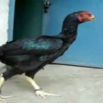 murga1