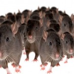 rats