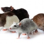 rats1