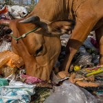 विश्व-में-ग्लोबल-वार्मिंग-का-मुद्दा-गंभीर-रूप-लेने-लग-गया-है।-साथ-ही-इस-मुद्दे-को-लेकर
