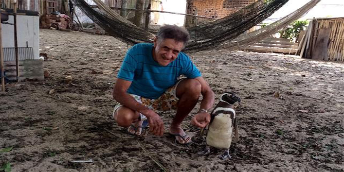 8 हज़ार किलोमीटर तैरकर दोस्त से मिलने आता है यह पेंगुइन