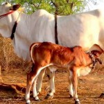 cow