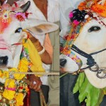 cow-bull
