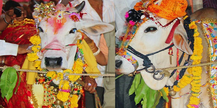 गाय और बैल की अनोखी शादी में आमंत्रित हुए हज़ारों लोग
