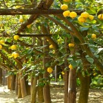 lemon