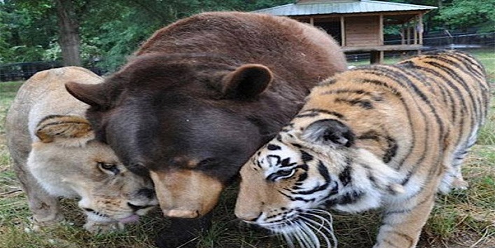 ये शेर, बाघ और भालू हैं अच्छे दोस्त