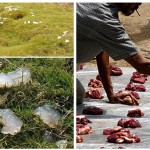 आसमान-से-बारिश-के-रूप-में-गिरी-ये-अजोबोगरीब-चीजें