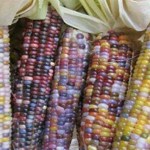 171534-corn