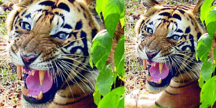 नीली आंखों वाले बाघ की मौत का गहराता रहस्य