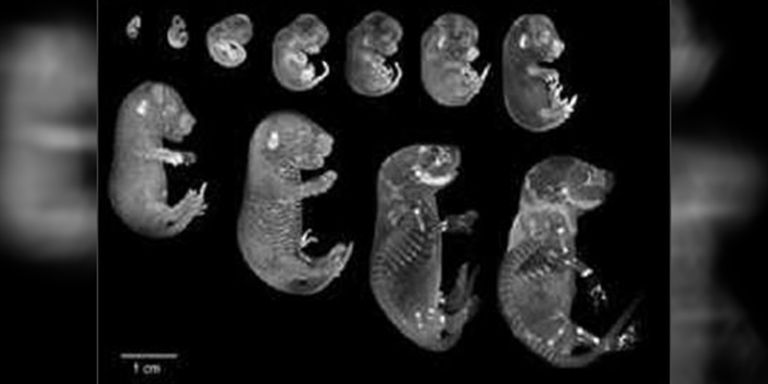 अंतरिक्ष में विकसित हुये चूहे के भ्रूण!