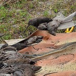 rat