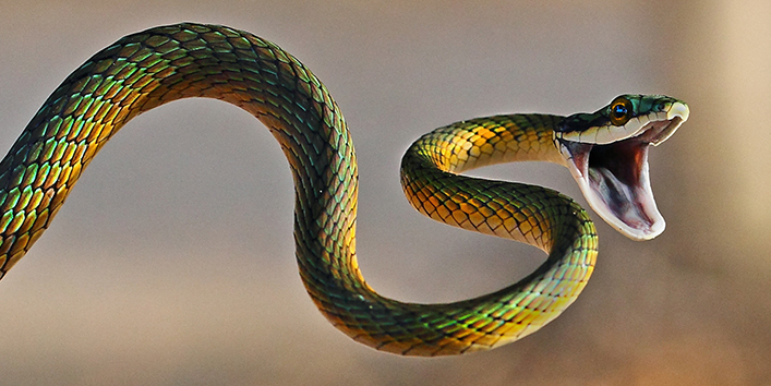 snake-03
