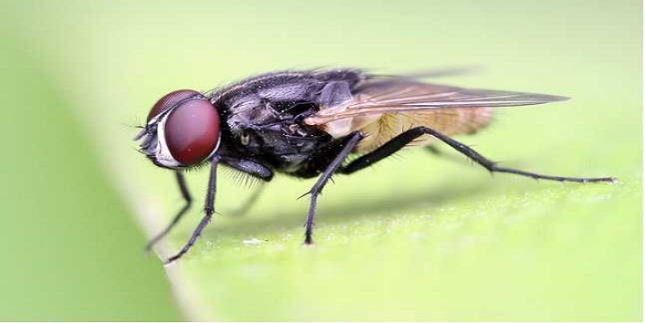 एक मक्खी से दूर हो सकती है आपकी सारी बीमारियां