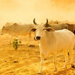 India-cattle