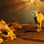 Luchshie_fotografii_National_Geographic_za_fevral_15