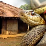 Snakes
