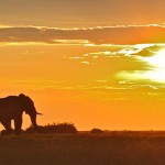 Sunset-silhouette-elephants-Francis-Garrard