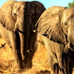 Zimbabwe-Parks-and-Wildlife-Management-Authority-680×382