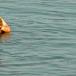 centre-promises-to-rejuvenate-the-ganga-in-three-years_200814062519