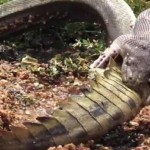 dangerous-animals2333_146