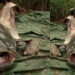 dangerous-river-fish-6_14