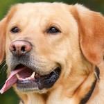 dog-1210559_960_720
