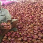 onion08