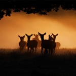 wild-life-photography-32