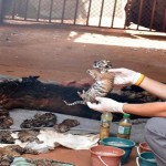 A dead tiger cub is held up by a Thai official after authorities found 40 tiger cub carcasses during a raid on the controversial Tiger Temple, in Kanchanaburi