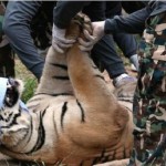 40 dead tiger cubs found at buddhist temple1