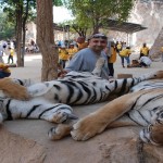 40 dead tiger cubs found at buddhist temple2