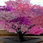 Crazy Tree Grows