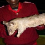 Killing a rat may be a reason to win a prize here 2