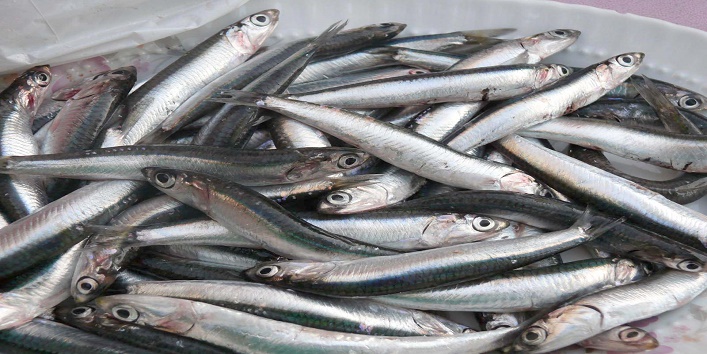 Modi sardines1