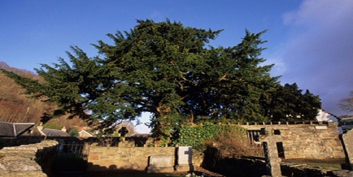 This five thousand year old tree changes the gender 1