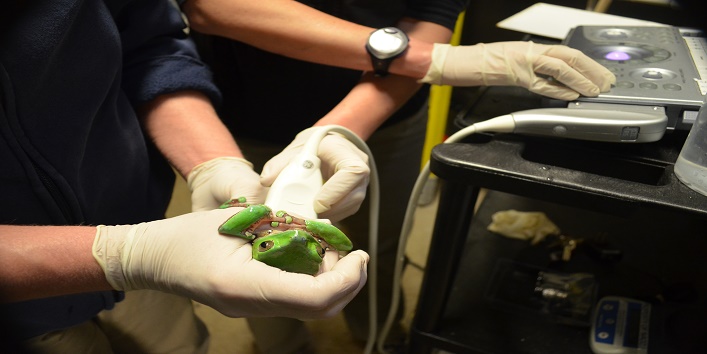 This frog travels 800 kms for treatment 2