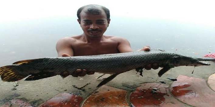 कोलकाता में सामने आई ये डरावनी मछली