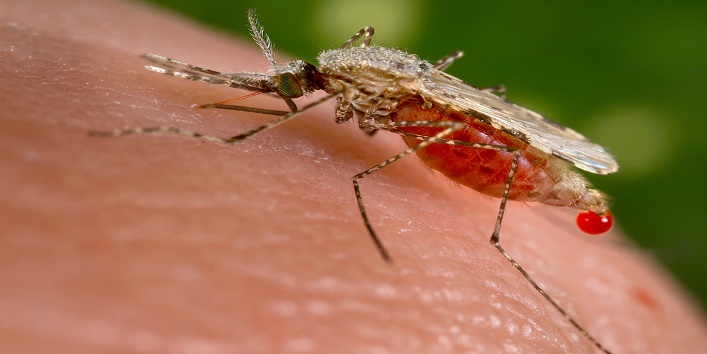Why mosquitoes bite only drinkers  1