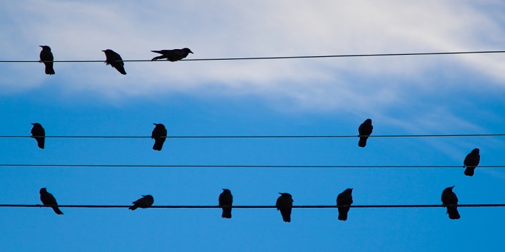 birds sit on the wires1