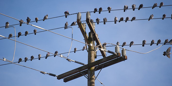 birds sit on the wires2