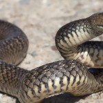 chhattisgarh snakes