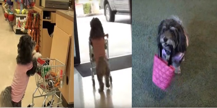 मॉल से घर के लिए शॉपिंग करता है यह कुत्ता, देखिये वीडियो