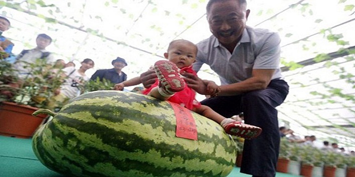 the world's largest watermelon beijing2