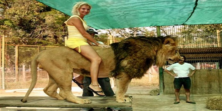 You Can Ride the Lion in this Zoo