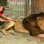 you can ride the lion in this zoo1