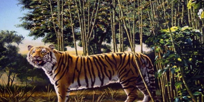 Find out where is the hidden tiger in this image