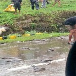 Fish Rain in Mumbai Pune India1