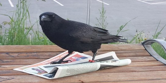 canuck-the-crow-with-a-knife2